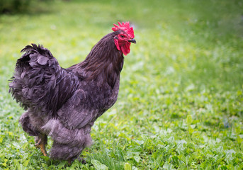 rooster on farm
