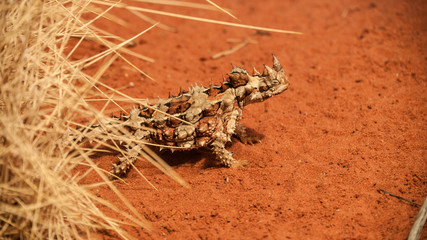 thorny devil on red sand in australia