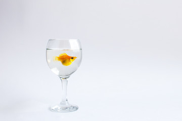 Goldfish alone swims in a glass wine glass