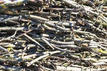 chopped firewood branches in sunlight