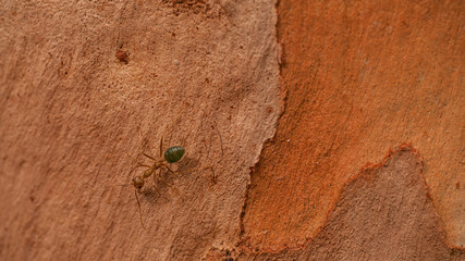 green ants on tree bark