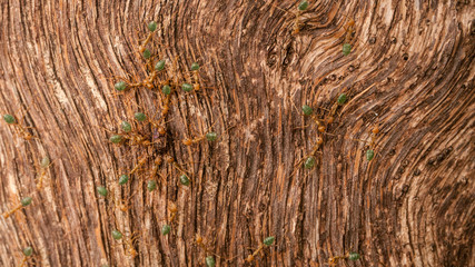 green ants on tree bark