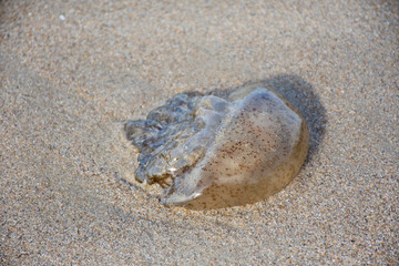 Fototapeta na wymiar Transparent jellyfish stranding death on the beach