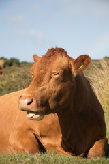 Fototapeta na wymiar une vache 