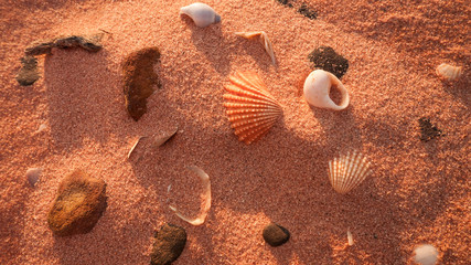 clamshells in the red sand on the beach