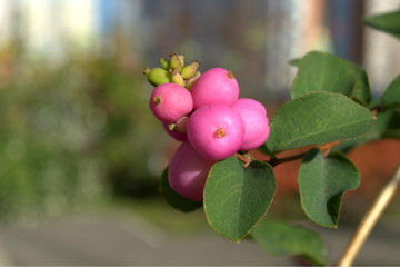 Cluster of ripe pink snowberries