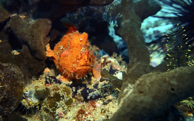 orange frogfish