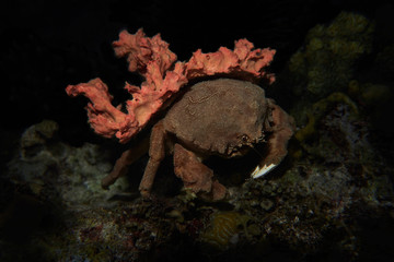 Dromia personata (sponge crab)