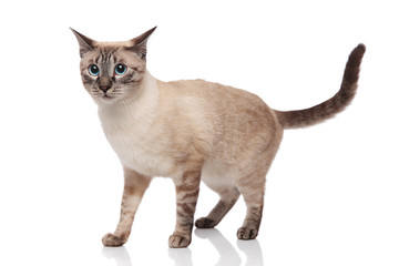 adorable burmese cat standing and looking to side