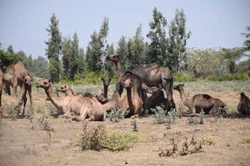 Kamelgruppe