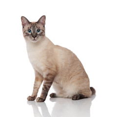 side view of cute burmese metis cat sitting