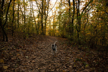 Parson Russell Terrier Puppy in Autumn