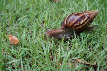 Snails walking on the lawn   