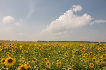 Obraz premium field of sunflowers and blue sky