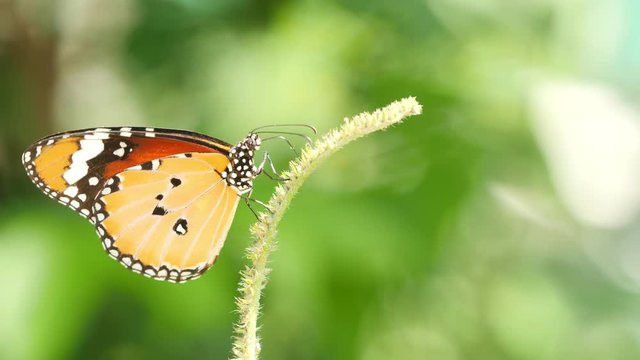 Butterfly feeding on flower. 