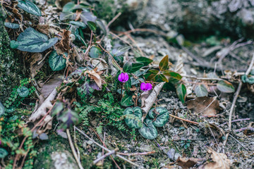 flowers in the forest cyclamen