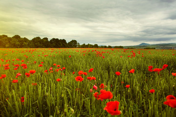 Poppy field in spring and rain cloudy sky at sunset lighting