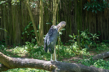 Marabou stork