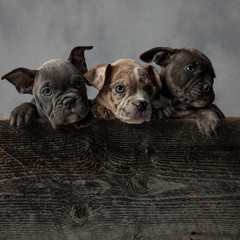 three cute american bully puppies standing inside a wooden box