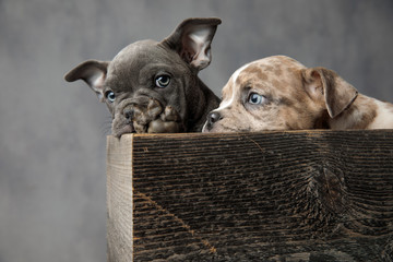 two shy and adorable american bully puppies in wooden box