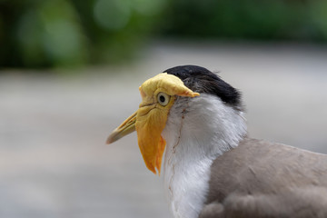 Close up of Masked lapwing