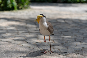 Masked lapwing