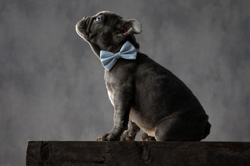 side view of a puppy wearing bowtie and looks up