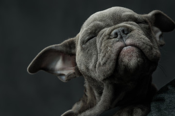 adorable american bully puppy dog enjoying its sleep - obrazy, fototapety, plakaty