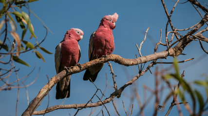 a pair of galahs on branch 