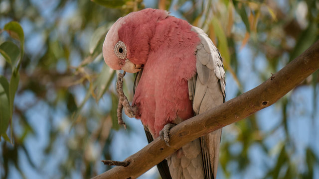 portrait of galah on branch in tree 