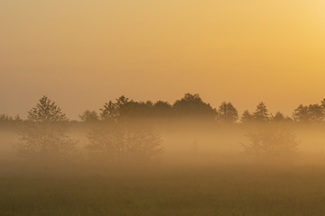 Wonderful spring dawn with morning fog and rustic pastures on the background of a beautiful warm sky, green fragrant grass and young leaves on trees