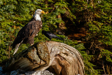 Bald Eagle Surveys the Landscape