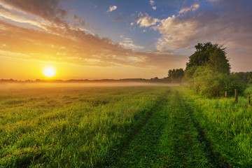 Fototapeta na wymiar Wonderful spring dawn with morning fog and rustic pastures on the background of a beautiful warm sky, green fragrant grass and young leaves on trees