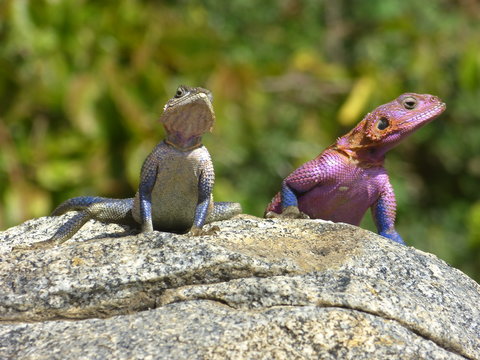Kenia & Tansania