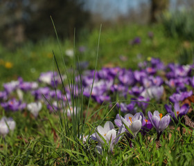 Spring flowers
