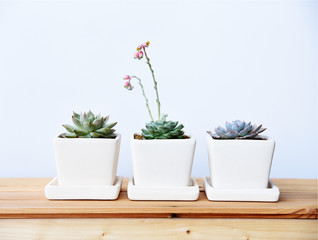 Succulent on wooden table