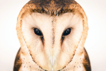 owl face in high resolution