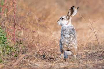 european hare on a path