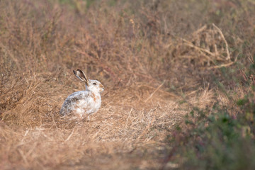 whitish hare in bushy vegetation
