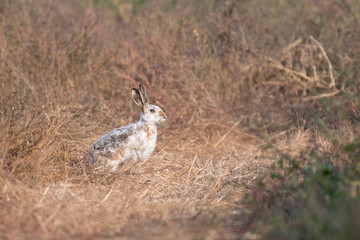 whitish hare in bushy vegetation
