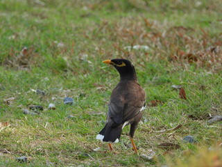 Common Myna is walking on the ground.