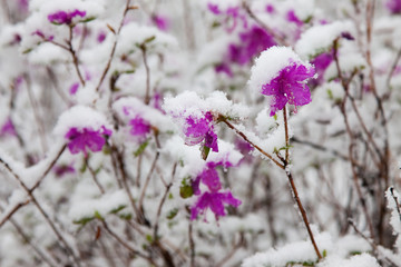 Rhododendron in the snow