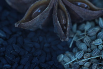 seeds closeup