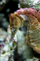 Seahorse