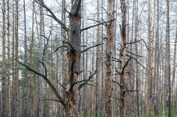 Obraz premium Charred in the fire during a fire tree trunks in the forest
