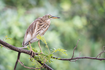 indian pond heron on a branch