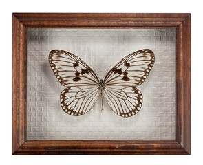 Naklejka na ściany i meble Butterfly Idea d`urvillea in frame isolated on white background