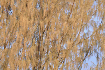 Abstract natural leaf tree on blue sky background - Image