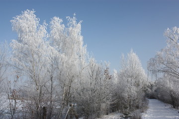 Frozen trees