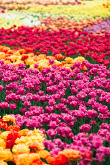 Fototapeta premium Beautiful meadow spring colorful tulips in the park